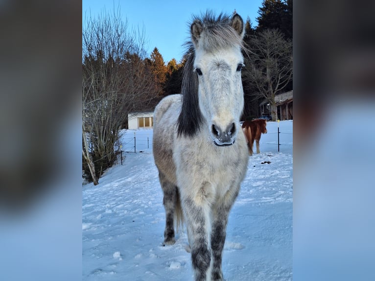 Islandpferd Wallach 14 Jahre 142 cm Apfelschimmel in Schöfweg