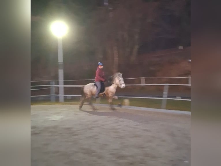 Islandpferd Wallach 14 Jahre 142 cm Apfelschimmel in Schöfweg