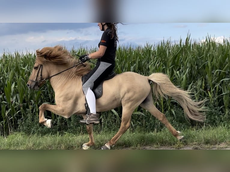 Islandpferd Wallach 14 Jahre 142 cm Falbe in Thuine