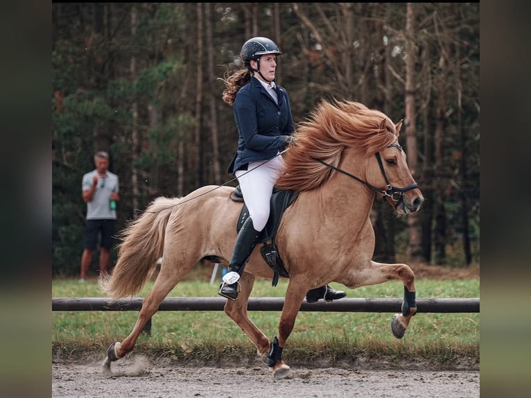 Islandpferd Wallach 14 Jahre 142 cm Falbe in Thuine