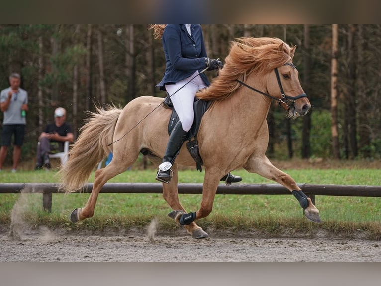 Islandpferd Wallach 14 Jahre 142 cm Falbe in Thuine
