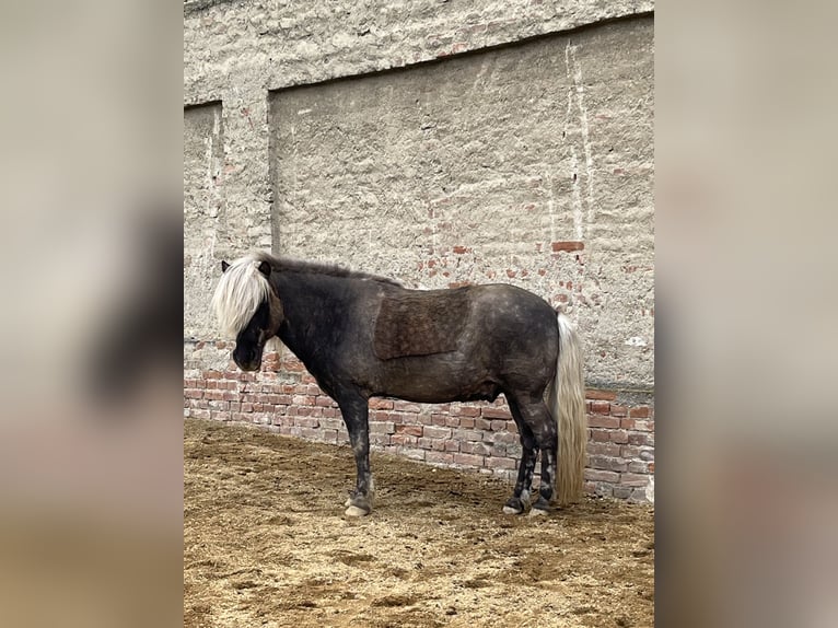 Islandpferd Wallach 14 Jahre 142 cm in Ladendorf