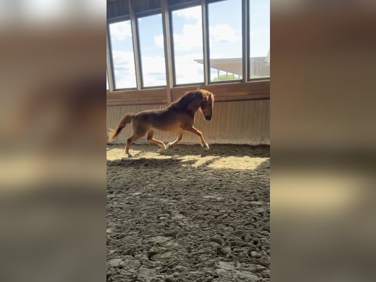 Islandpferd Wallach 14 Jahre 142 cm Fuchs in Dülmen