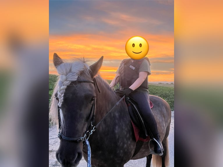 Islandpferd Wallach 14 Jahre 142 cm in Ladendorf