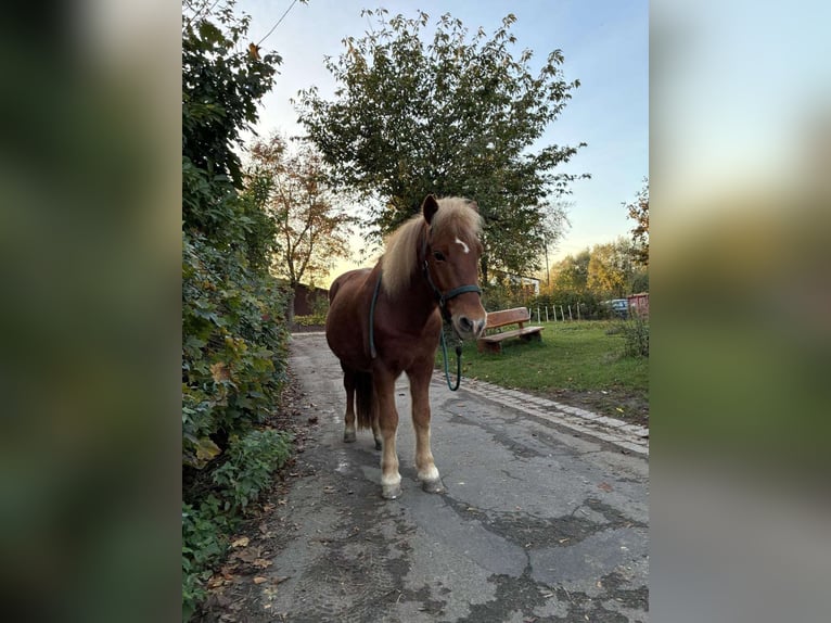 Islandpferd Wallach 14 Jahre 143 cm Fuchs in Einbeck