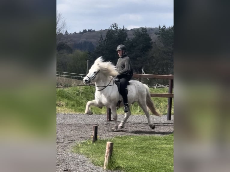 Islandpferd Wallach 14 Jahre 143 cm Schimmel in Dohm-Lammersdorf