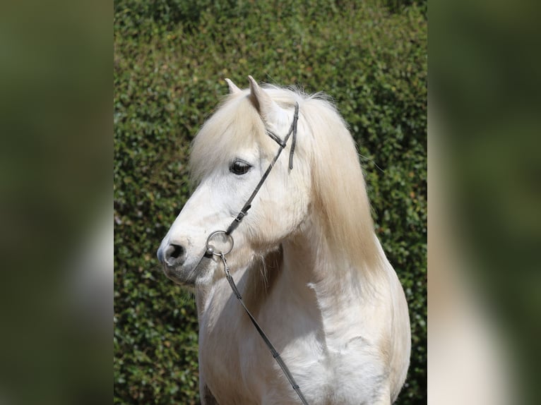 Islandpferd Wallach 14 Jahre 143 cm Schimmel in Dohm-Lammersdorf