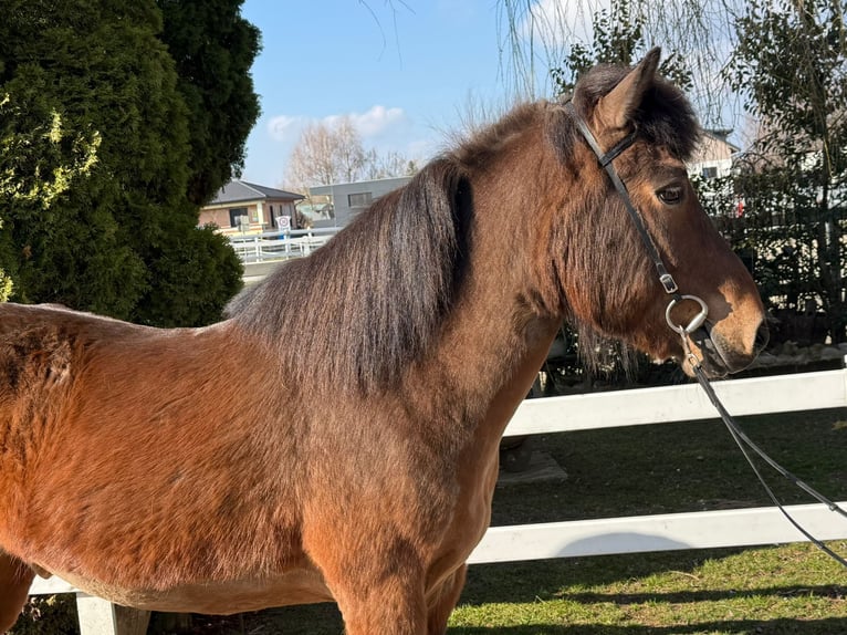 Islandpferd Wallach 14 Jahre 144 cm Brauner in Lochen am See