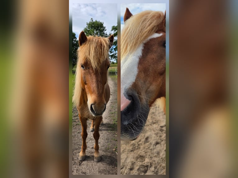 Islandpferd Wallach 14 Jahre 144 cm in Thedinghausen