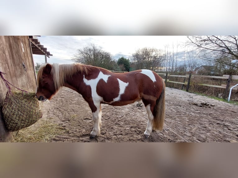 Islandpferd Wallach 14 Jahre 144 cm in Thedinghausen