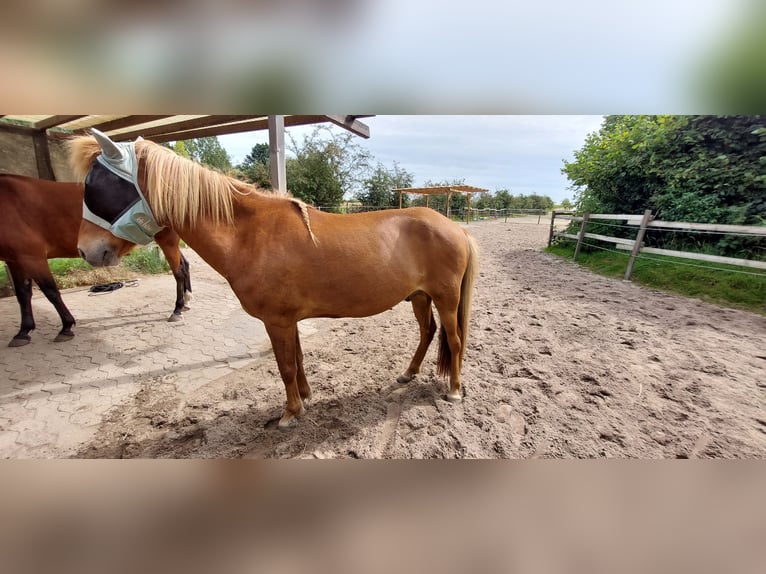 Islandpferd Wallach 14 Jahre 144 cm in Thedinghausen