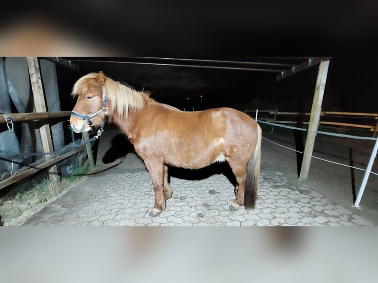 Islandpferd Wallach 14 Jahre 144 cm in Thedinghausen