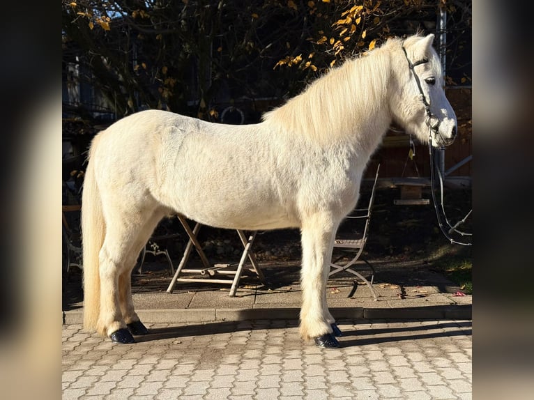 Islandpferd Wallach 14 Jahre 144 cm Schimmel in Lochen am See