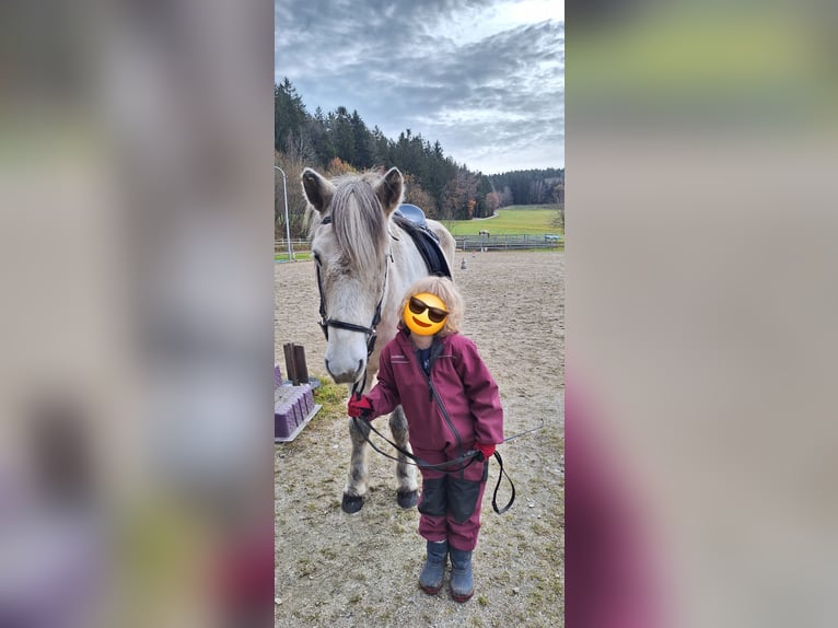 Islandpferd Wallach 14 Jahre 145 cm Apfelschimmel in Schöfweg