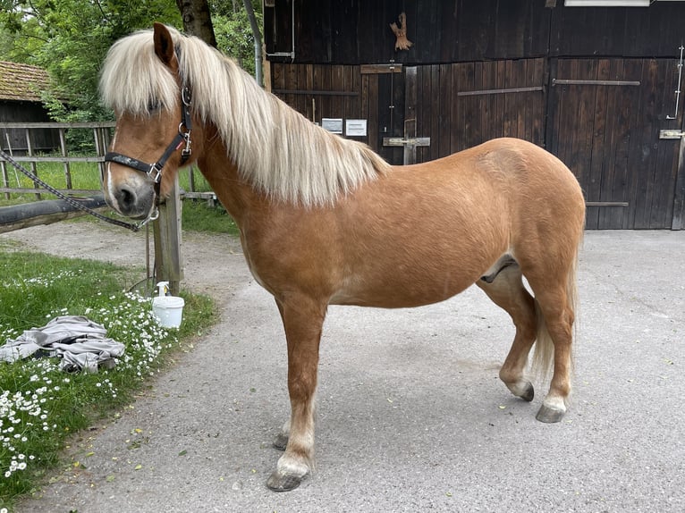 Islandpferd Wallach 14 Jahre 145 cm Fuchs in Neuching