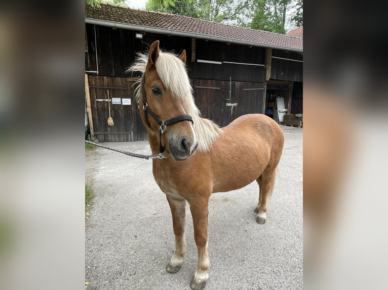 Islandpferd Wallach 14 Jahre 145 cm Fuchs in Neuching