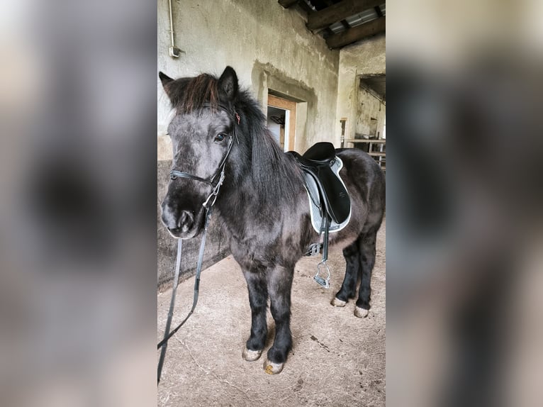 Islandpferd Wallach 14 Jahre 145 cm Rappe in Nettersheim