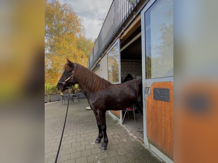 Islandpferd Wallach 14 Jahre 150 cm Rappe in Münsingen