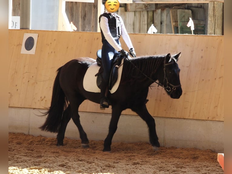 Islandpferd Wallach 15 Jahre 132 cm Rappe in Murnau Islandpferd Wallach 15 Jahre 132 cm Rappe in Murnau