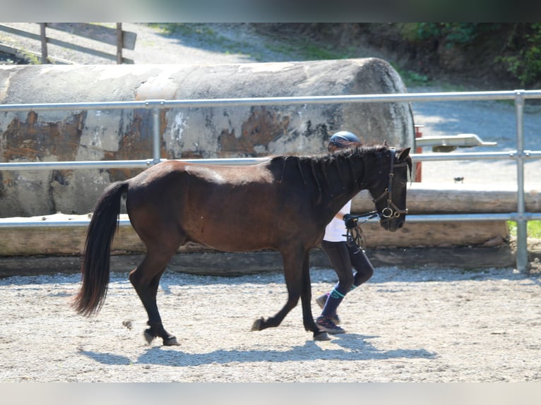 Islandpferd Wallach 15 Jahre 132 cm Rappe in Murnau Islandpferd Wallach 15 Jahre 132 cm Rappe in Murnau