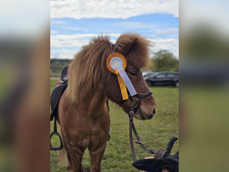 Islandpferd Wallach 15 Jahre 135 cm Fuchs in Siegen