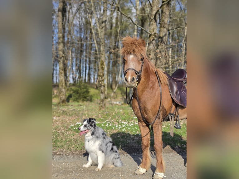 Islandpferd Wallach 15 Jahre 135 cm Fuchs in Siegen
