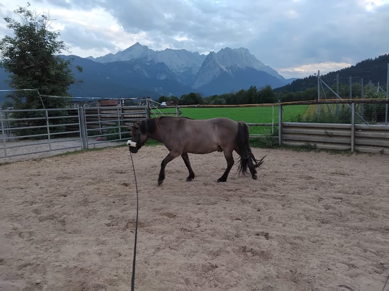 Islandpferd Wallach 15 Jahre 137 cm Falbe in Garmisch-Partenkirchen