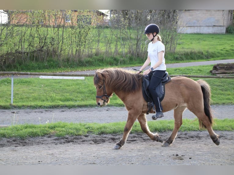 Islandpferd Wallach 15 Jahre 138 cm  in Kusel
