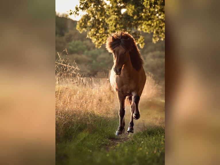 Islandpferd Wallach 15 Jahre 138 cm  in Kusel