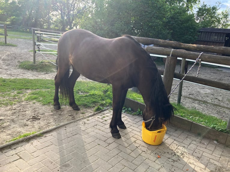 Islandpferd Wallach 15 Jahre 140 cm Buckskin in Arkebek