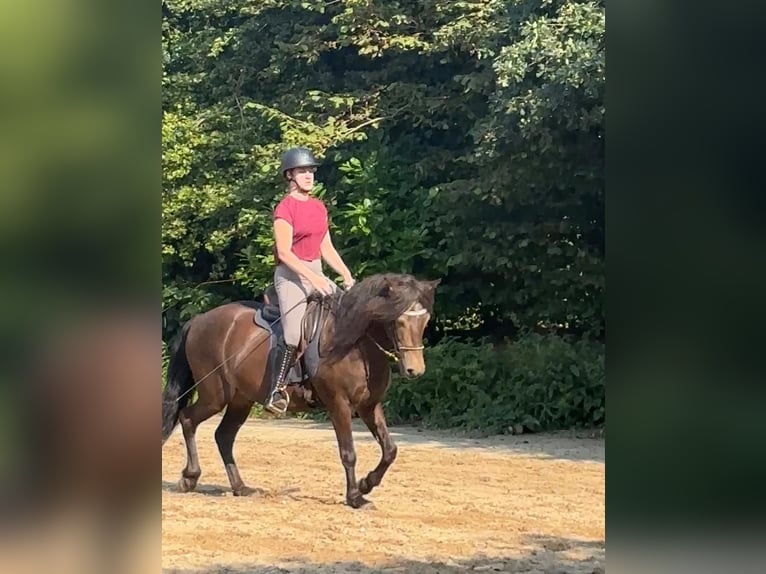 Islandpferd Wallach 15 Jahre 140 cm Buckskin in Arkebek