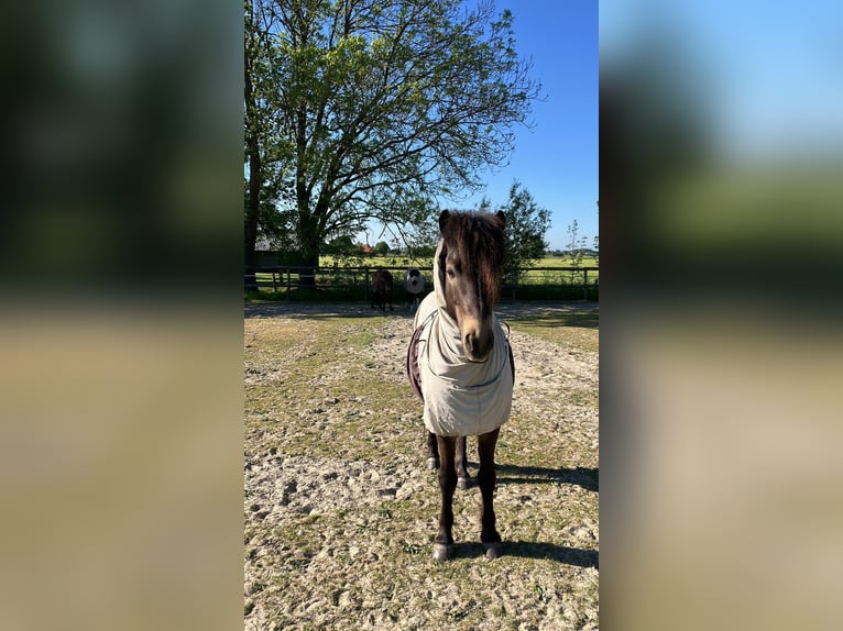 Islandpferd Wallach 15 Jahre 140 cm Buckskin in Arkebek