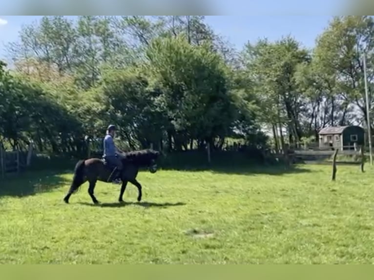 Islandpferd Wallach 15 Jahre 140 cm Buckskin in Arkebek