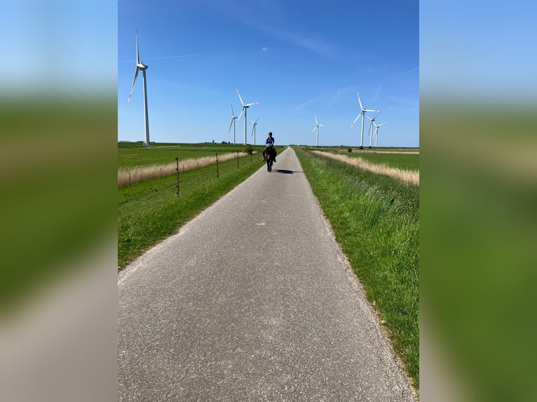 Islandpferd Wallach 15 Jahre 140 cm Buckskin in Arkebek