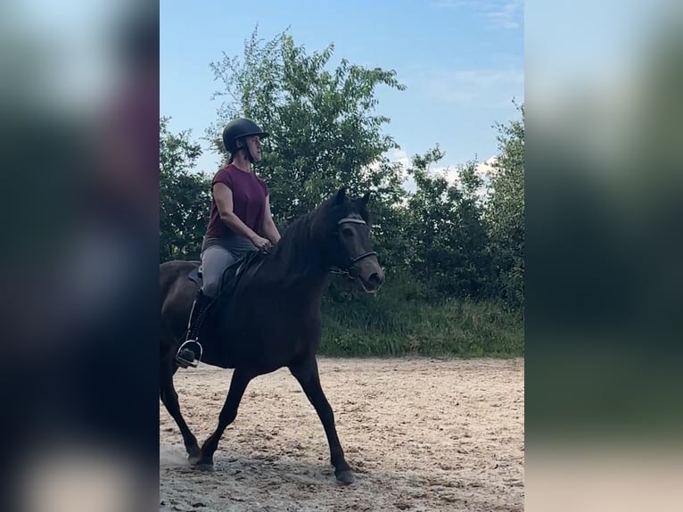 Islandpferd Wallach 15 Jahre 140 cm Buckskin in Arkebek