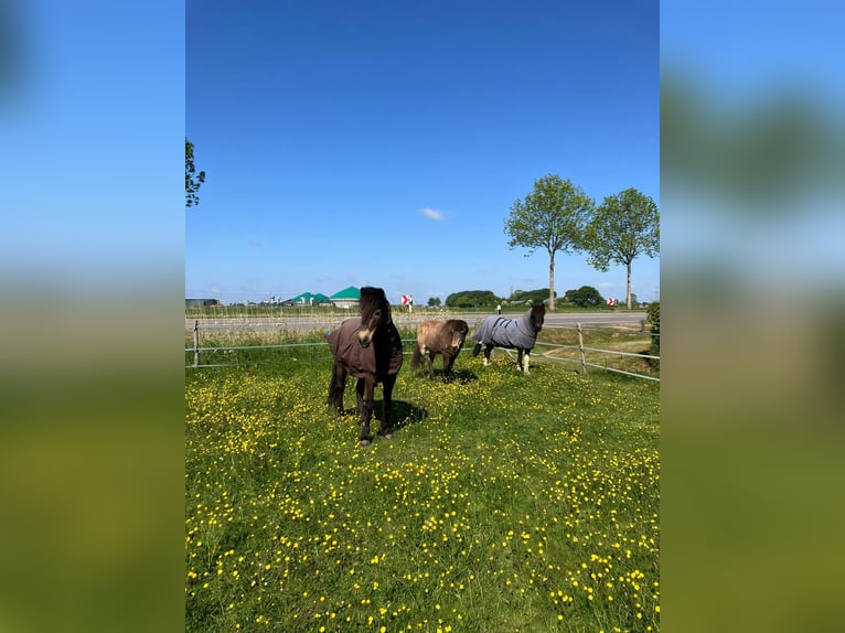 Islandpferd Wallach 15 Jahre 140 cm Buckskin in Arkebek