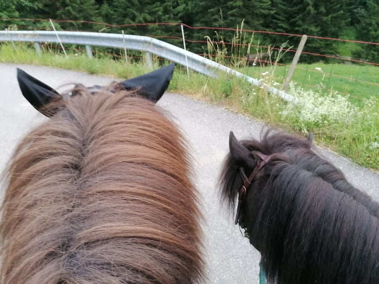 Islandpferd Wallach 15 Jahre 140 cm Dunkelbrauner in Escholzmatt