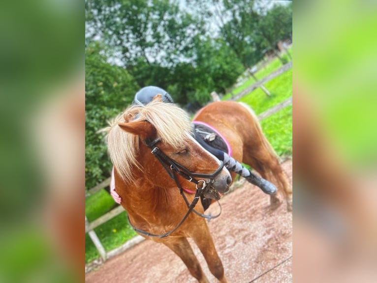 Islandpferd Wallach 15 Jahre 140 cm Fuchs in Gonnesweiler