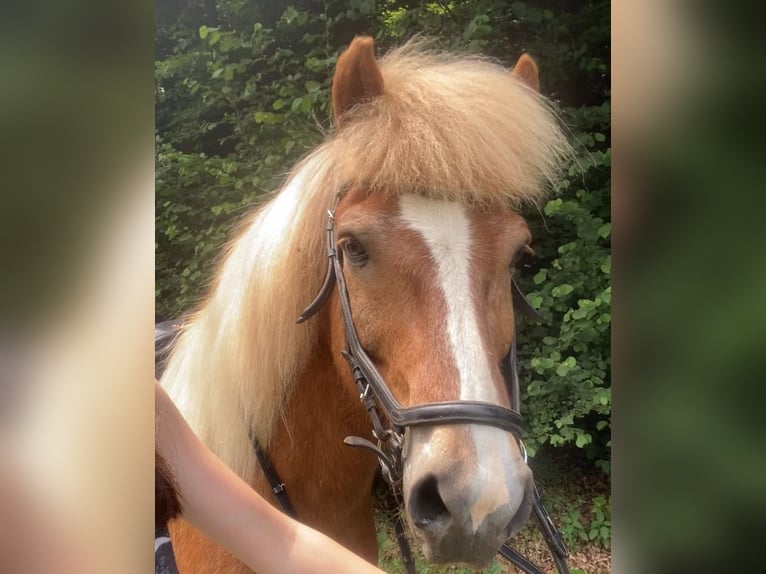 Islandpferd Wallach 15 Jahre 140 cm Fuchs in Gonnesweiler