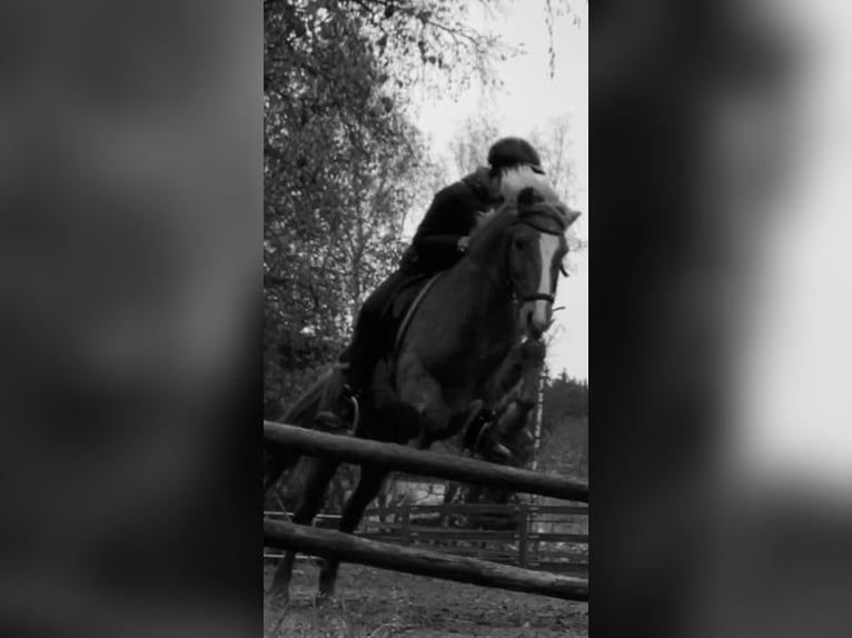 Islandpferd Wallach 15 Jahre 140 cm Fuchs in Gonnesweiler