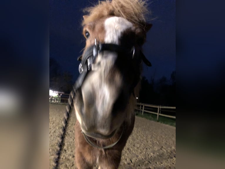 Islandpferd Wallach 15 Jahre 140 cm Fuchs in K&#xF6;ln