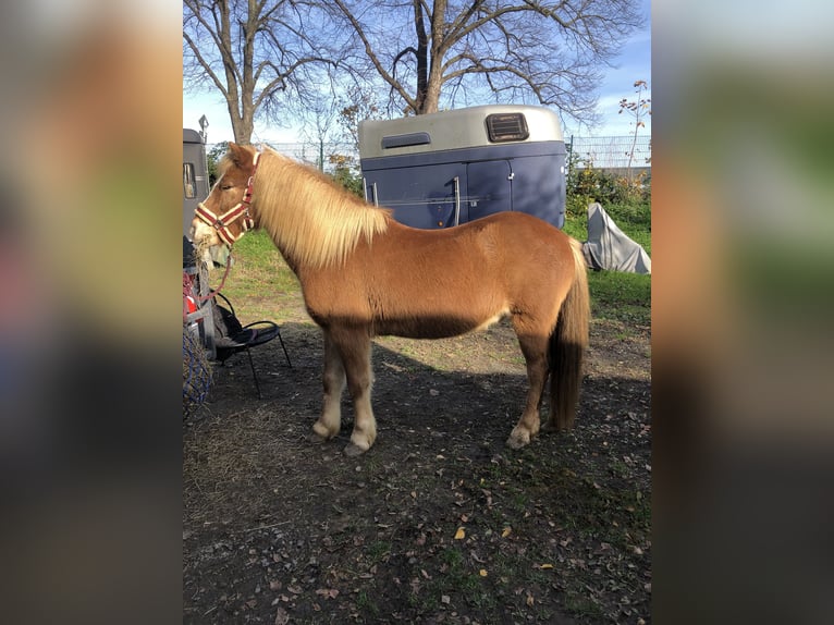 Islandpferd Wallach 15 Jahre 140 cm Fuchs in K&#xF6;ln