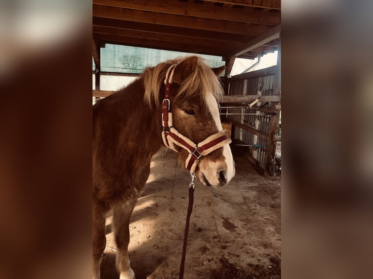 Islandpferd Wallach 15 Jahre 140 cm Fuchs in K&#xF6;ln