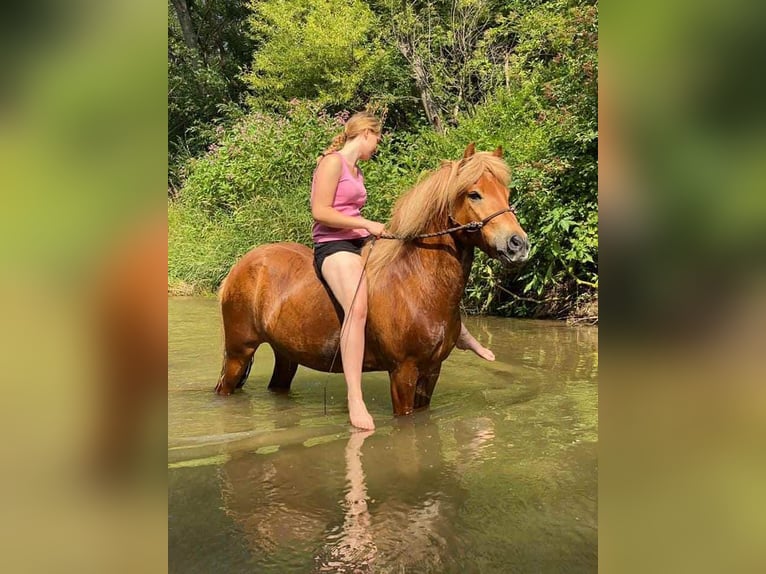 Islandpferd Wallach 15 Jahre 140 cm Fuchs in Neuhaus Islandpferd Wallach 15 Jahre 140 cm Fuchs in Neuhaus