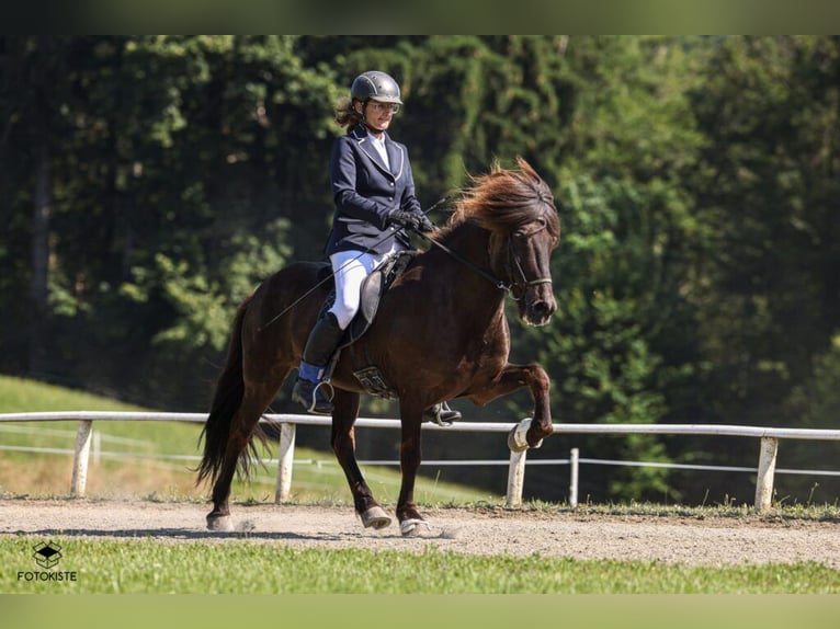 Islandpferd Wallach 15 Jahre 140 cm Rappe in Sankt Radegund