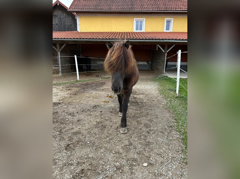 Islandpferd Wallach 15 Jahre 140 cm Rappe in Sankt Radegund