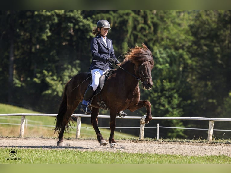 Islandpferd Wallach 15 Jahre 140 cm Rappe in St. Radegund