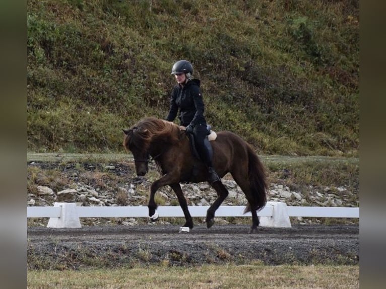 Islandpferd Wallach 15 Jahre 140 cm Schwarzbrauner in Elsoff