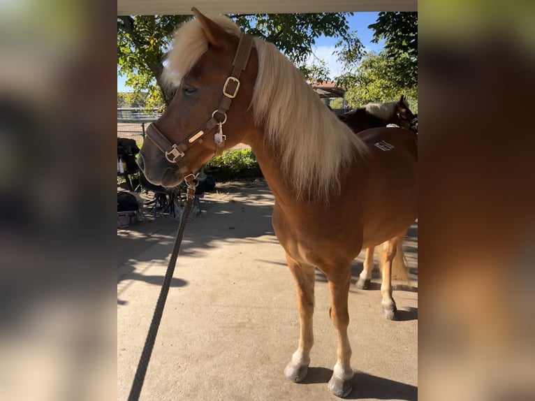 Islandpferd Wallach 15 Jahre 141 cm Fuchs in Berg (Pfalz)