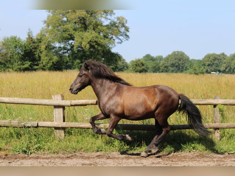 Islandpferd Wallach 15 Jahre 141 cm Rappe in Ellerbek